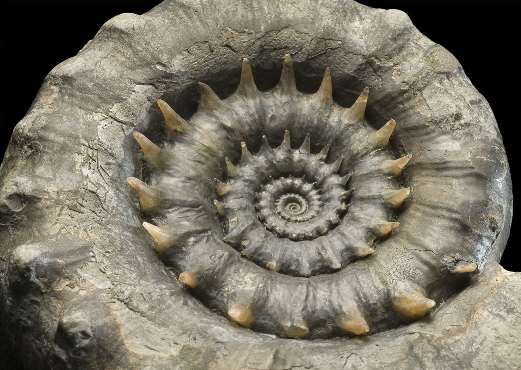 Beautifully preserved Jurassic ammonite from Dorset showing delicate spines 