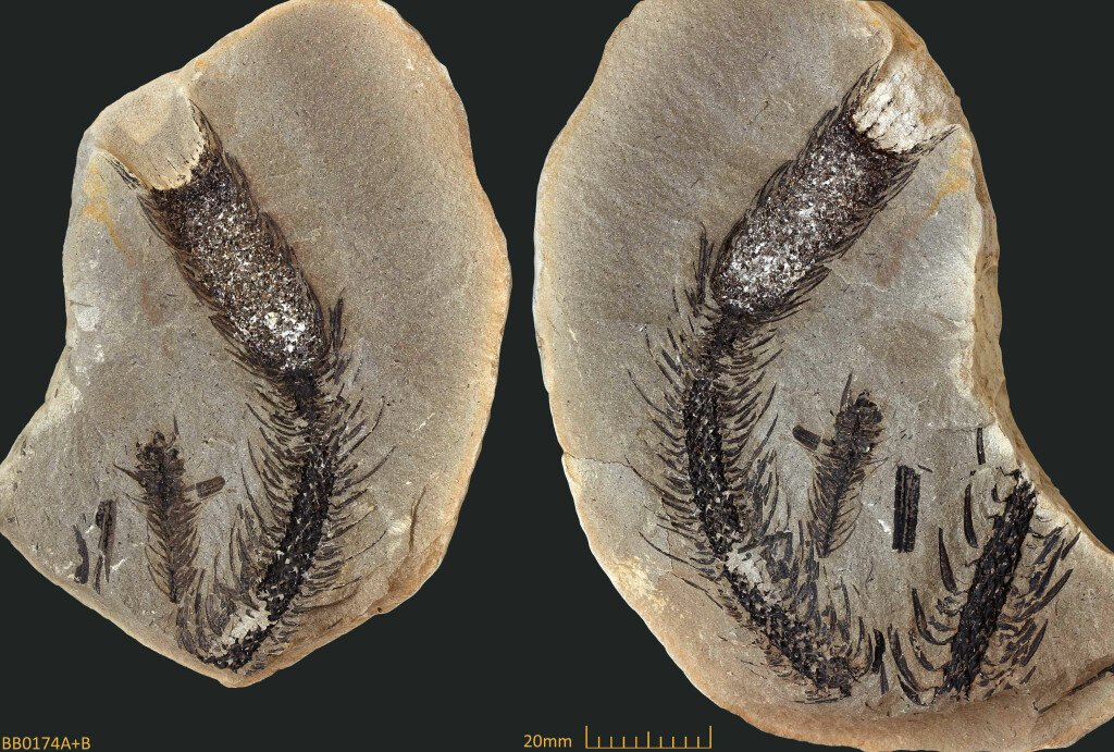 Carboniferous fossil plant from the Brymbo collection