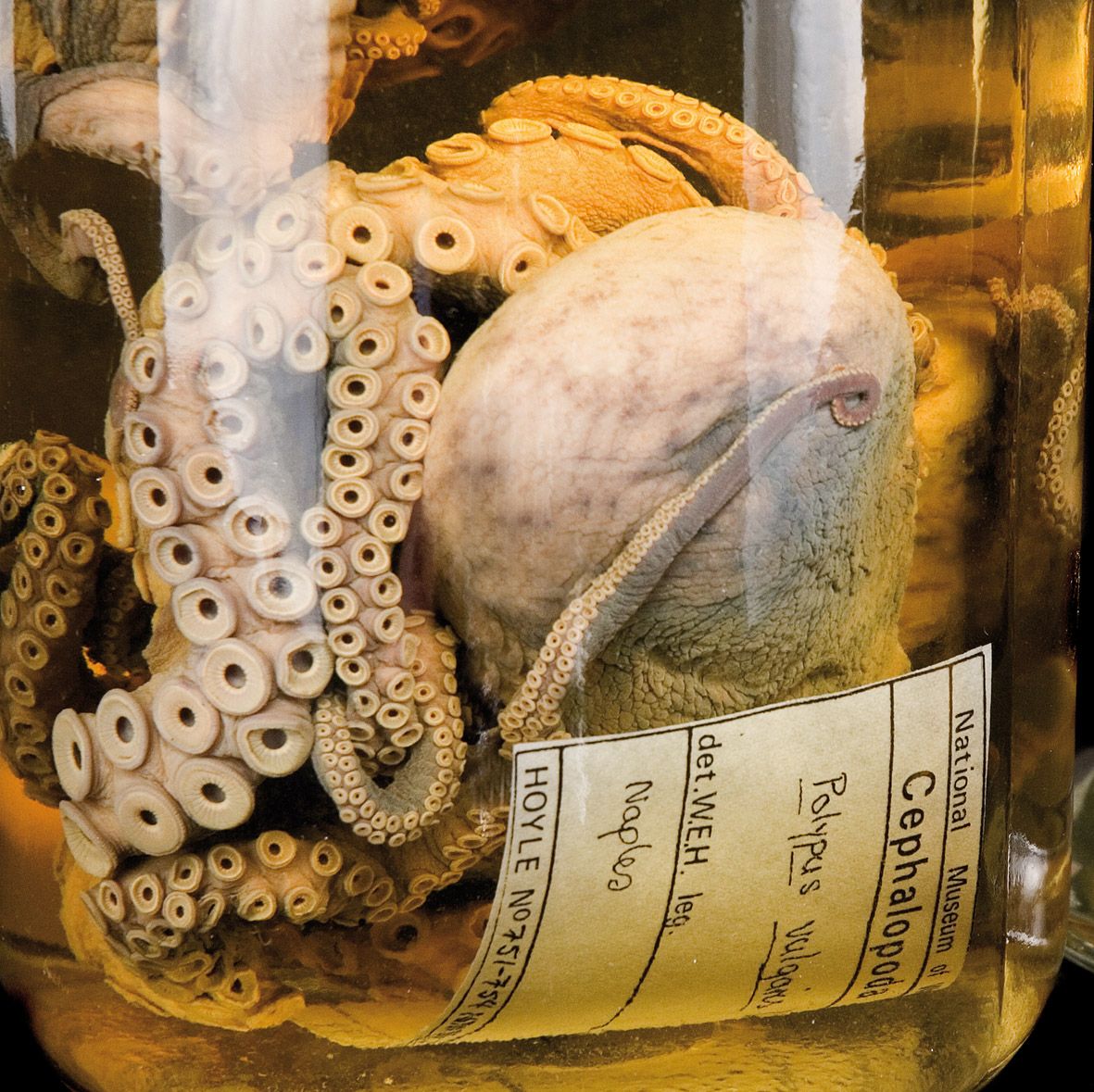 Mollusca collections