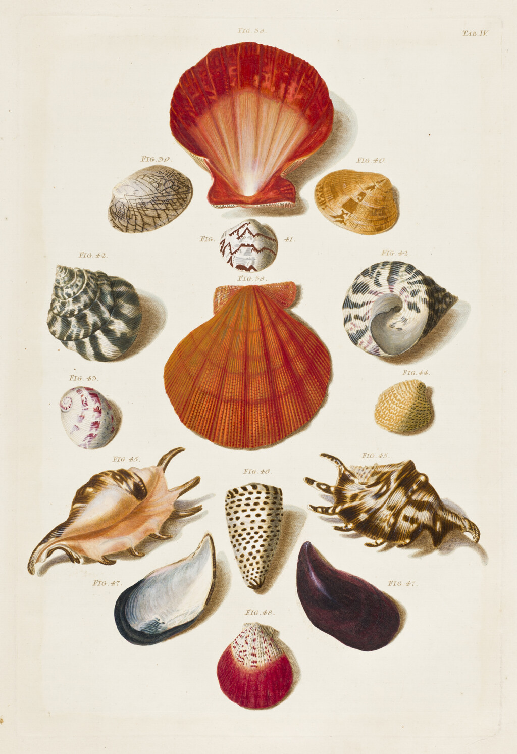 Mollusca illustrations