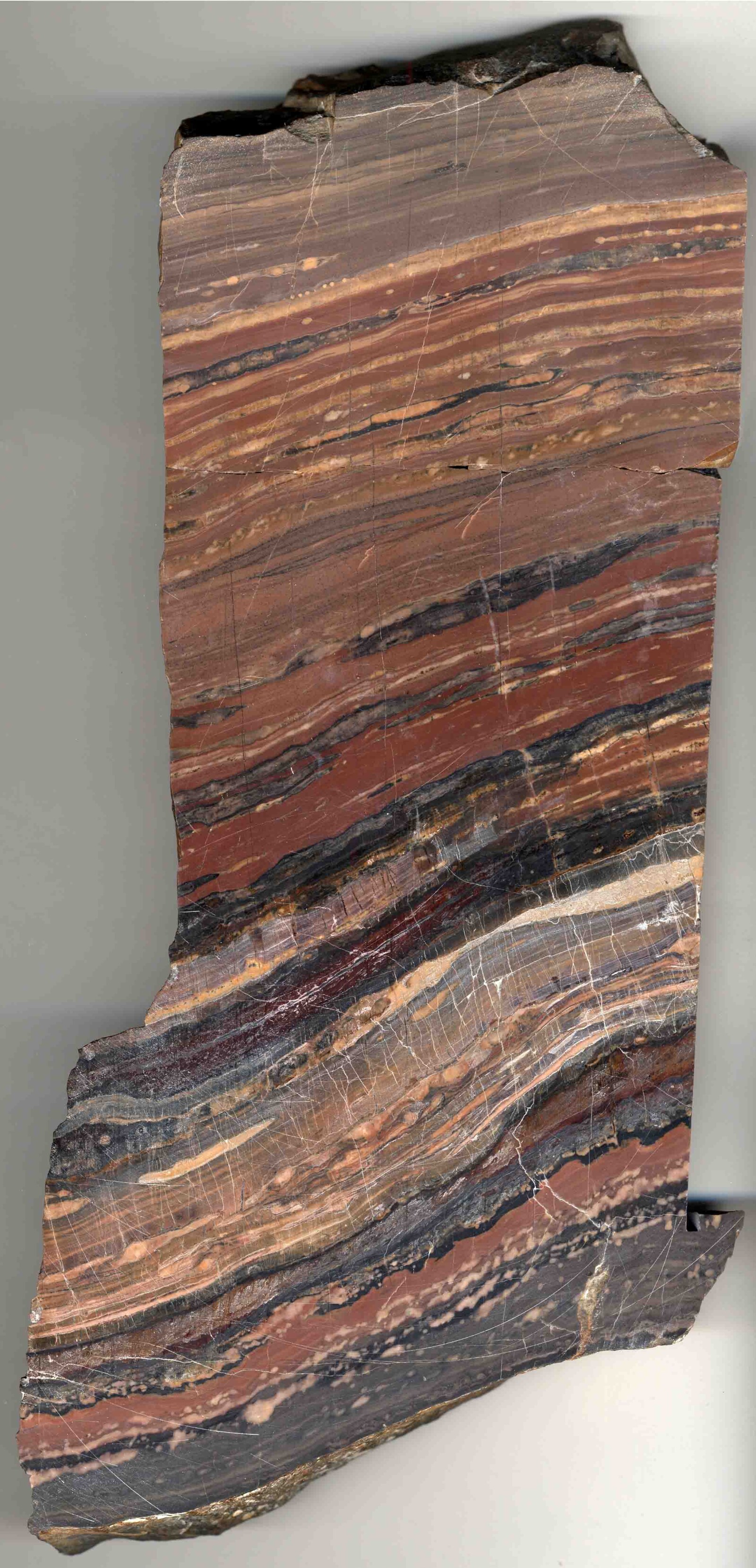 Middle Cambrian age manganese ore-bed: complete 12 inch thick section cut and polished. The different coloured layers represent complex mixtures of silicates, carbonates and oxides of manganese and iron. Specimen number NMW 27.111.GR.66, Moelfre mine, Lla