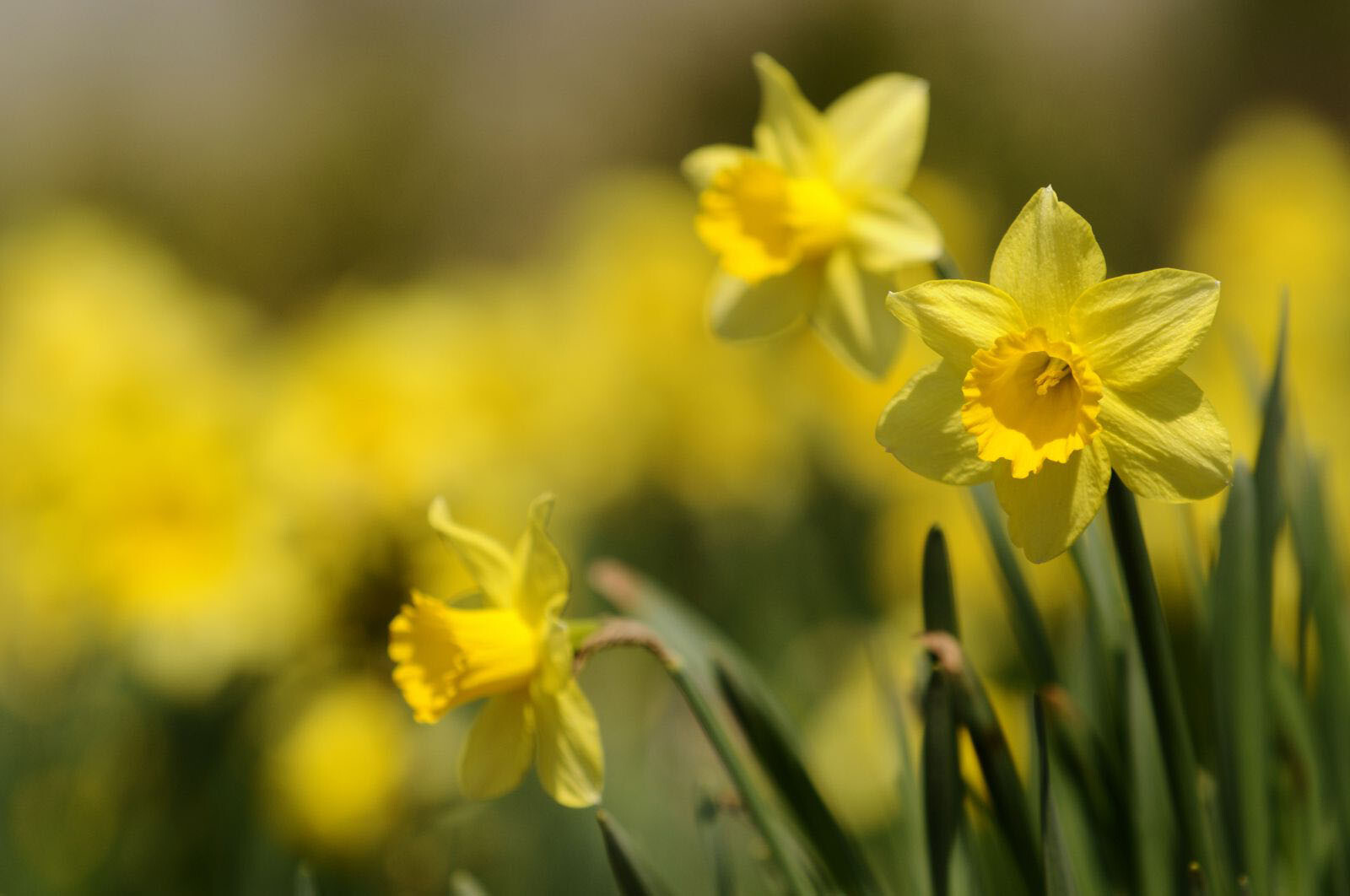St David's day events across National Museums across Wales on March 1st