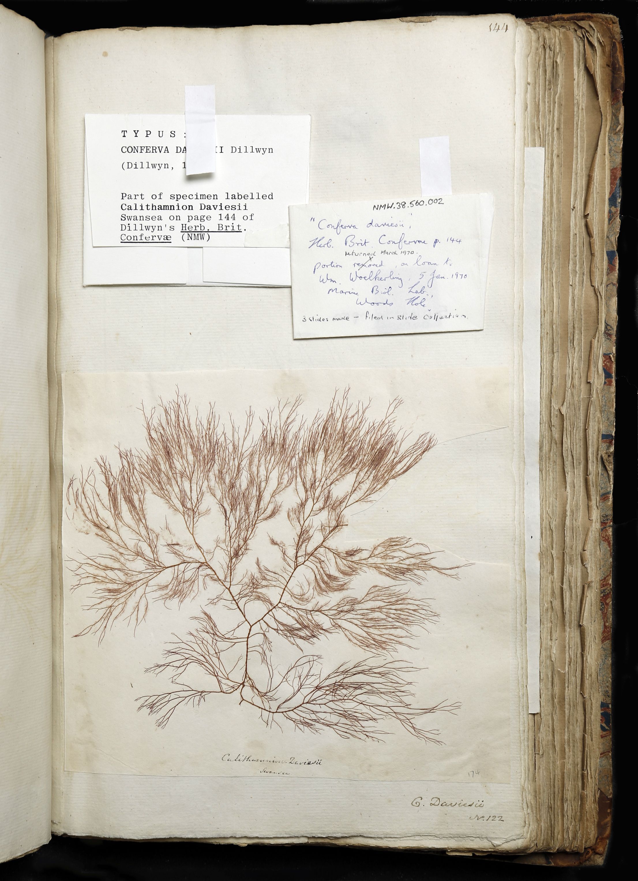 Lewis Weston Dillwyn's ‘Herbarium of the British Confervae’ book of pressed seaweeds and freshwater algae from south Wales from the early 1800s