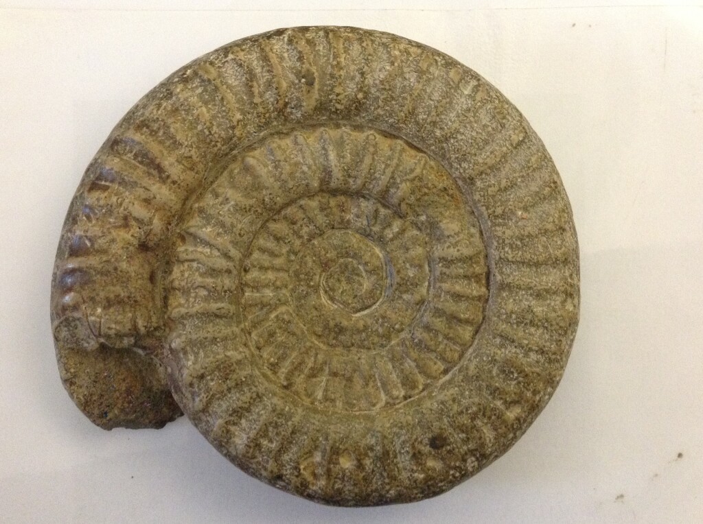 photograph of ammonite fossil 
