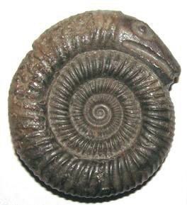 photograph of an ammonite fossil with the head fo a snake carved into it