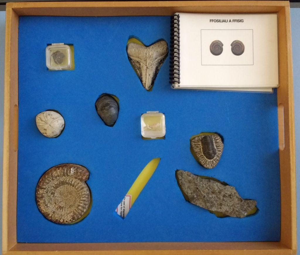 Photo of The Fossil Folklore drawer in the Clore Discovery Centre