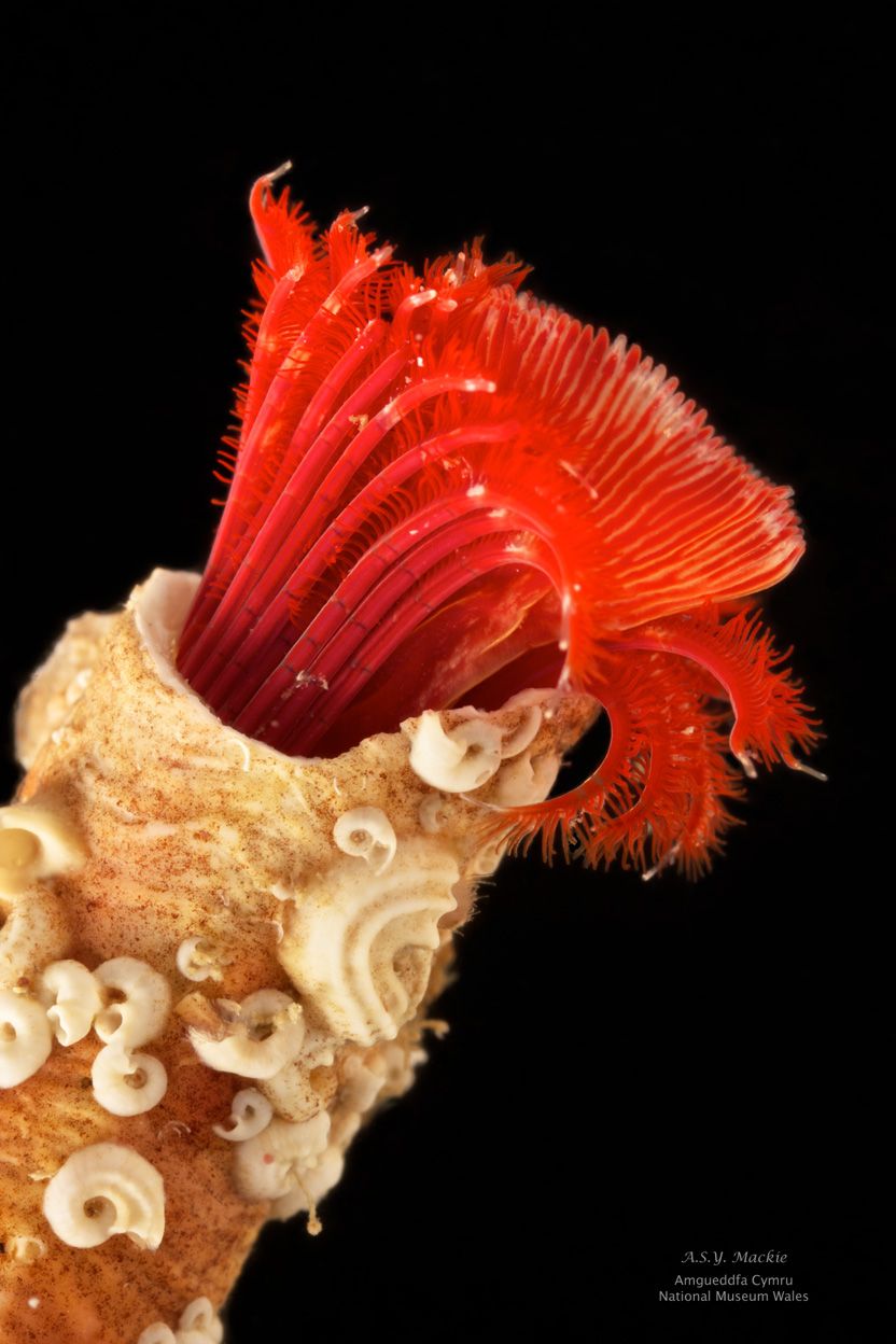 Stunning fan worm, Serpula vermicularis from West Ireland showing protective calcium carbonate tube (Andy Mackie, NMW)