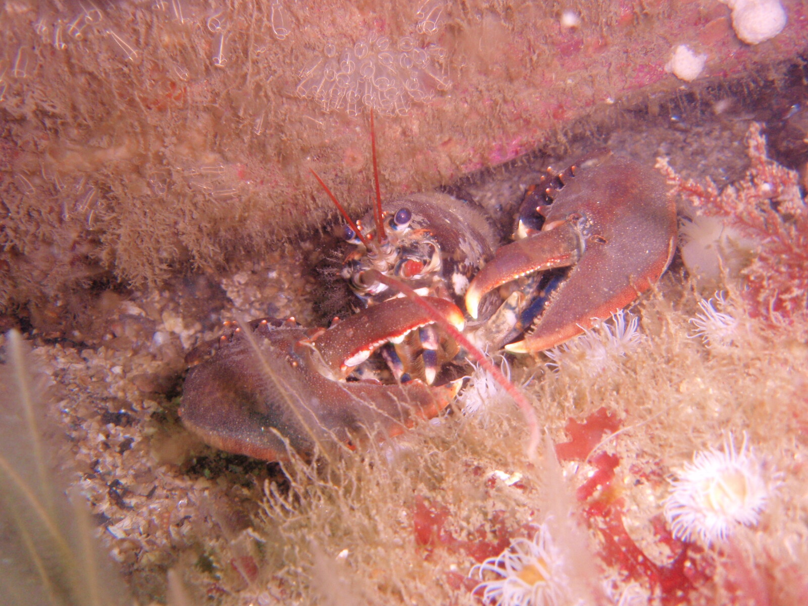 Common European Lobster, Homarus gammarus. Like other crustaceans they  have a hard exoskeleton strengthened with both calcium carbonate and calcium phosphate (Teresa Darbyshire, NMW)