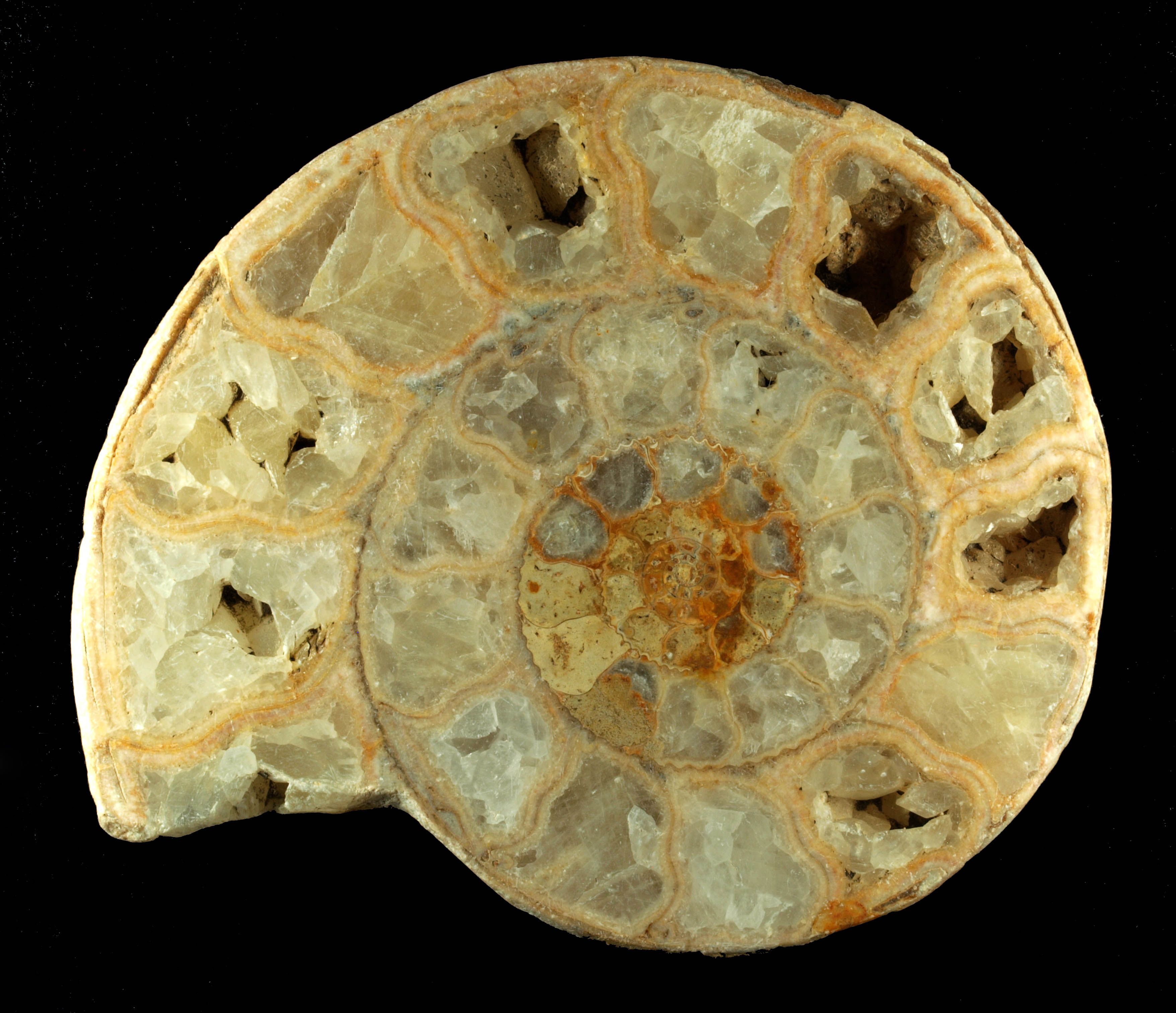 Cross-section of Jurassic ammonite Parkinsonia. The aragonite shell has been replaced by calcite and large calcite crystals have grown in the shell chambers (Cindy Howells, NMW)