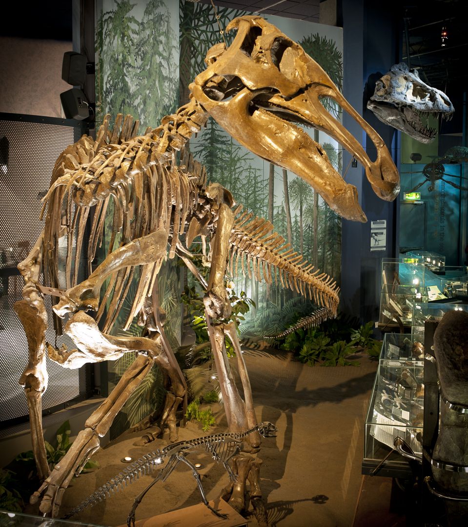 Edmontosaurus dinosaur skeleton in our Evolution of Wales gallery, made of calcium phosphate.