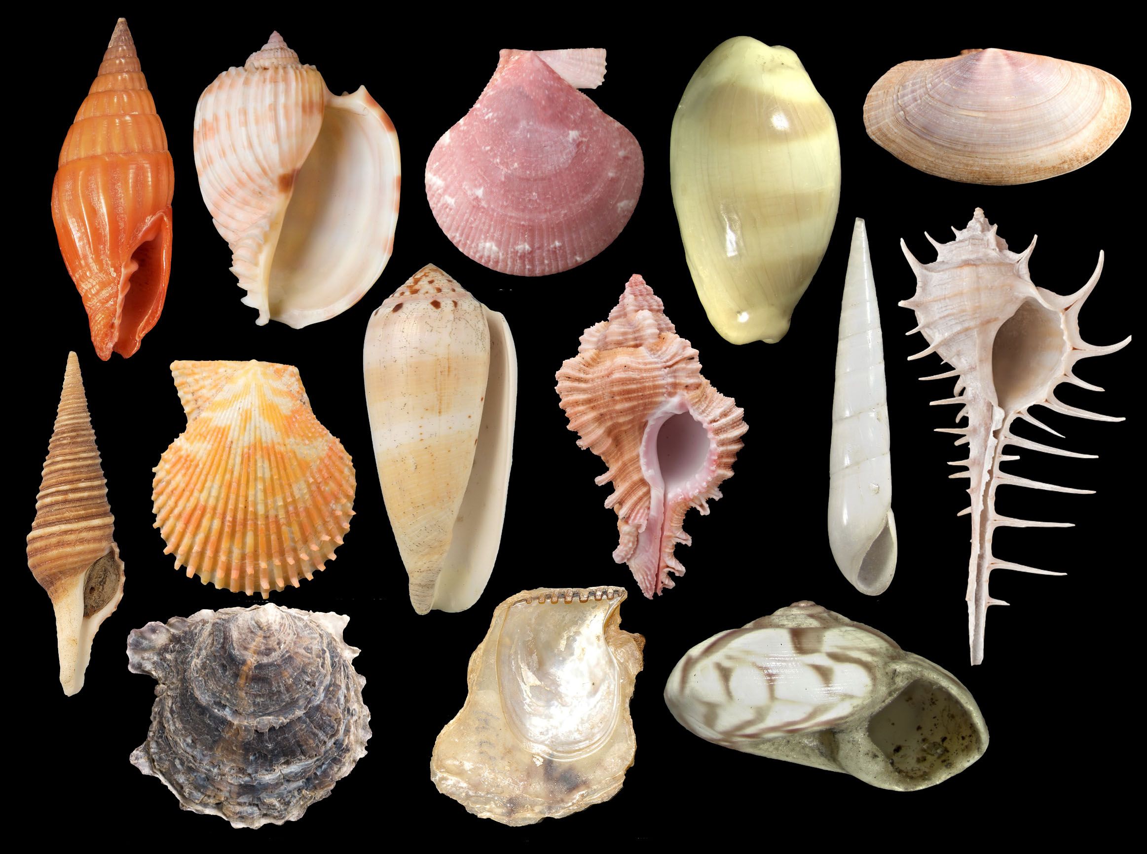 A selection of marine shells from all over the world from the museum’s Mollusca collection