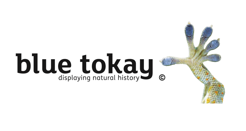 logo Blue Tokay