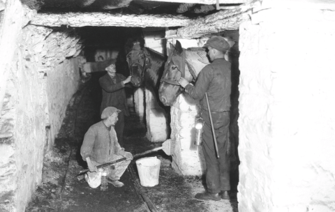 Underground stables, probably Penallta Colliery, c.1940.