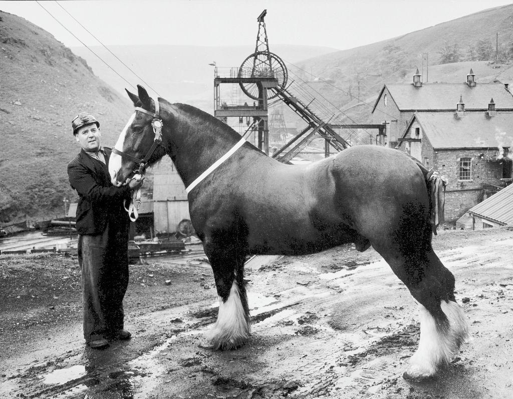 'Able' of Glyncorrwg Colliery - second place in Merthyr Horse Show, June 1955.