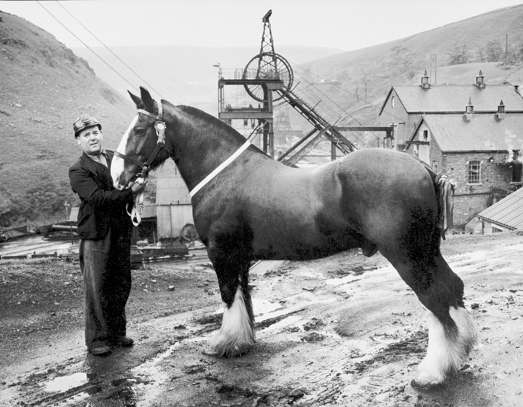 Welsh Colliery Horses Museum Wales Welsh Colliery Horses Museum Wales