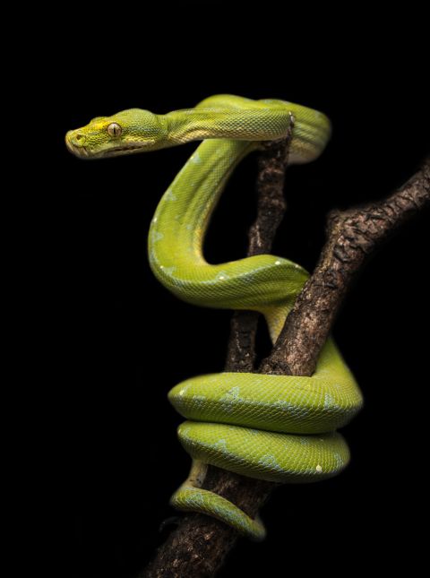 photo of green snake