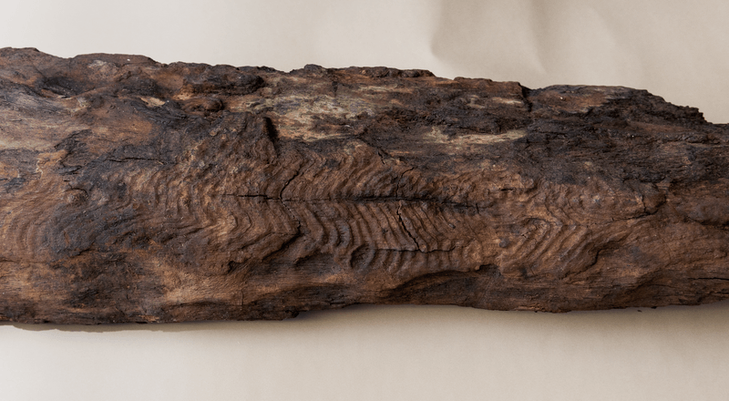 Carved serpentine lines on an ancient timber from Maerdy.