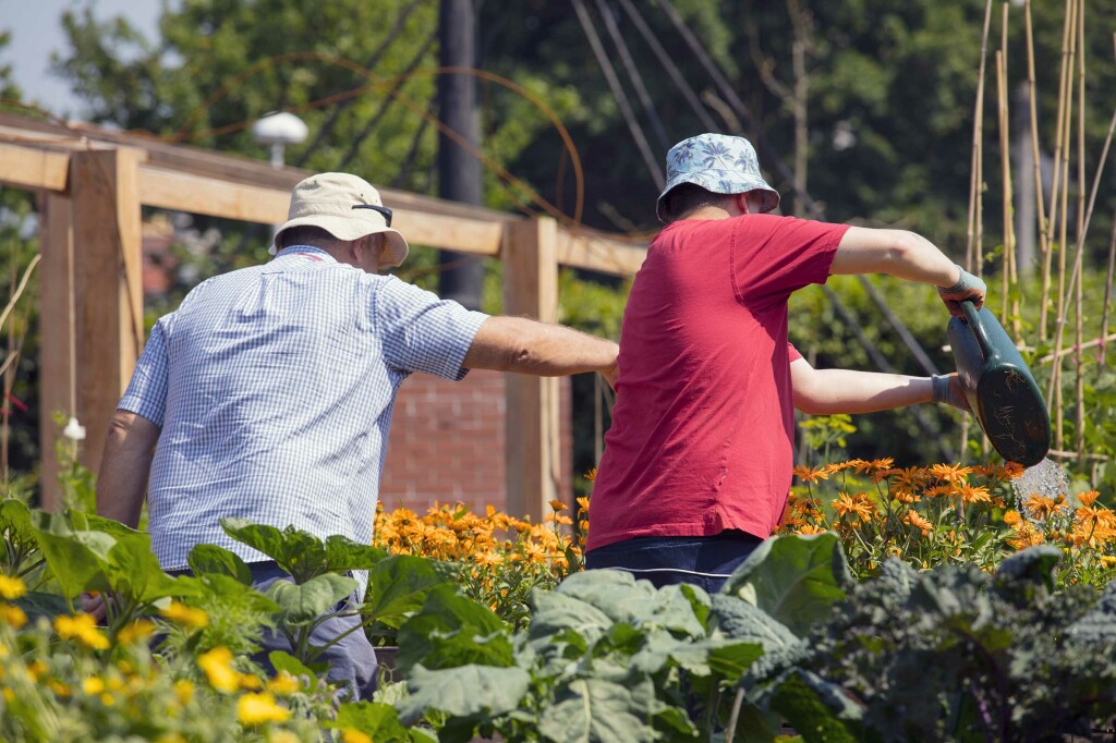 Volunteers watering plants