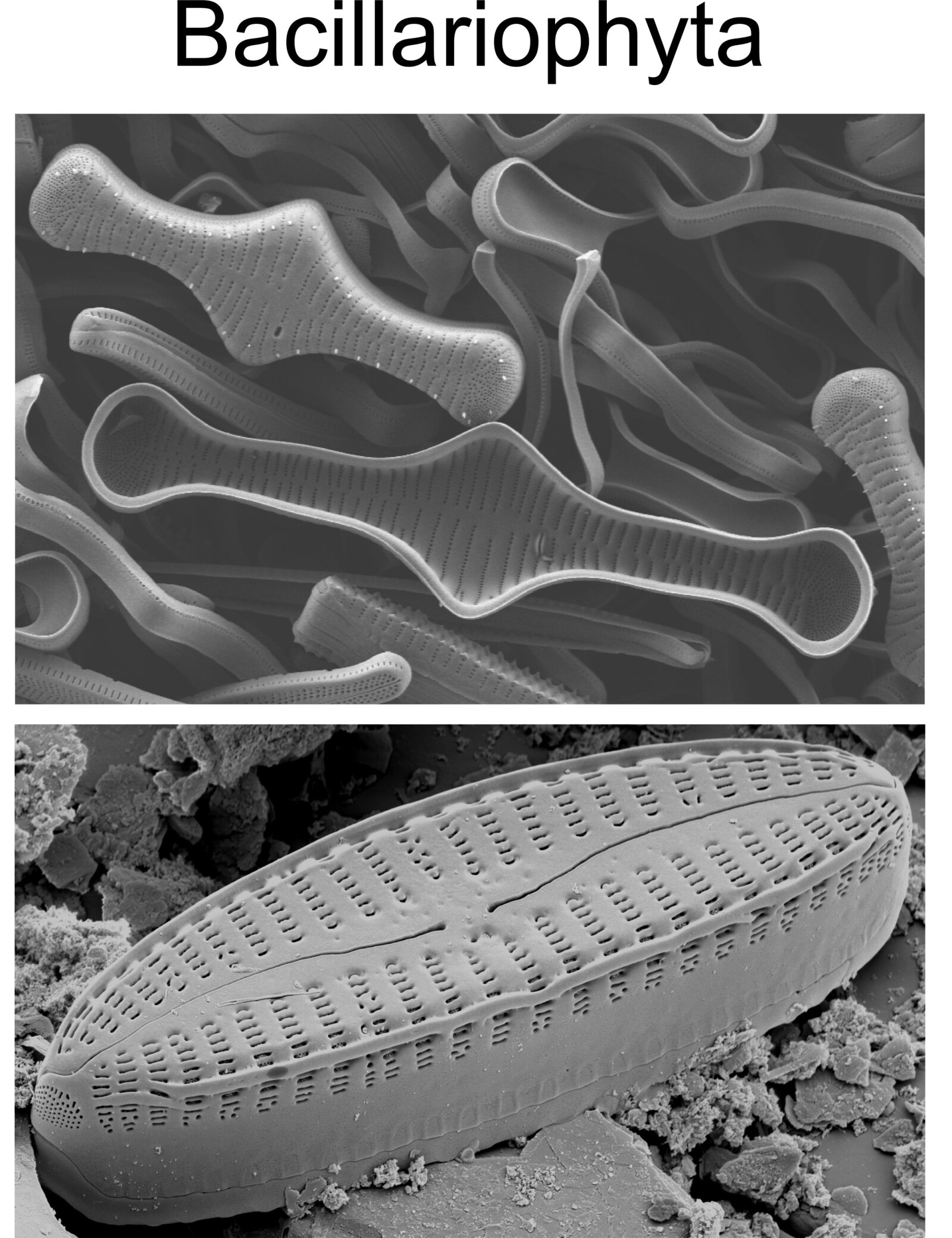 Scanning electron micrograph images of diatoms: Tabellaria (top) and Oricymba (bottom).