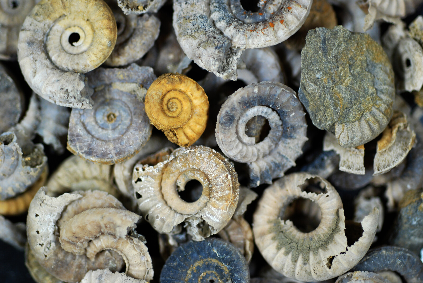 Silicified ammonites - Bridgend