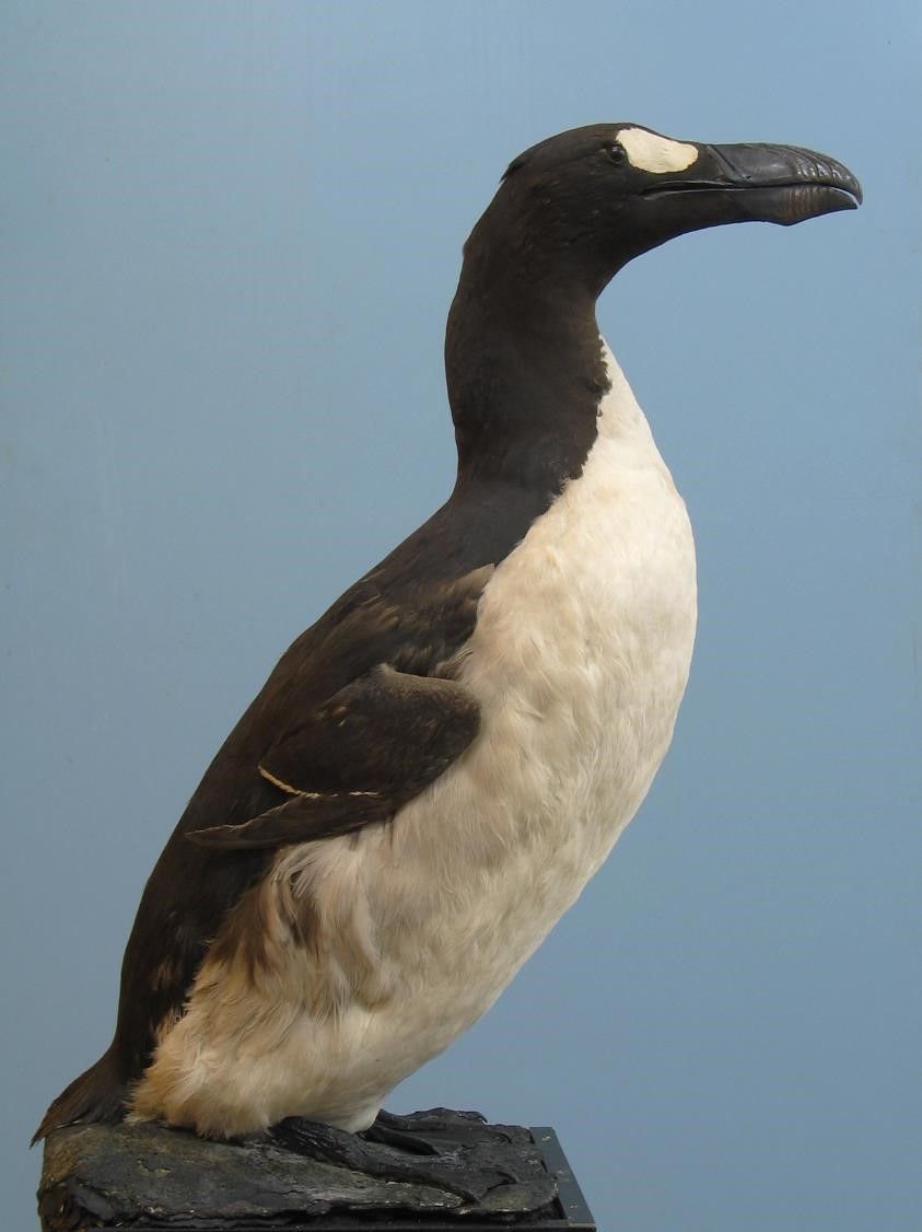 The use of arsenic has helped preserve historical taxidermy specimens such as the museums specimen of the extinct Great Auk offering a window into our lost biodiversity.