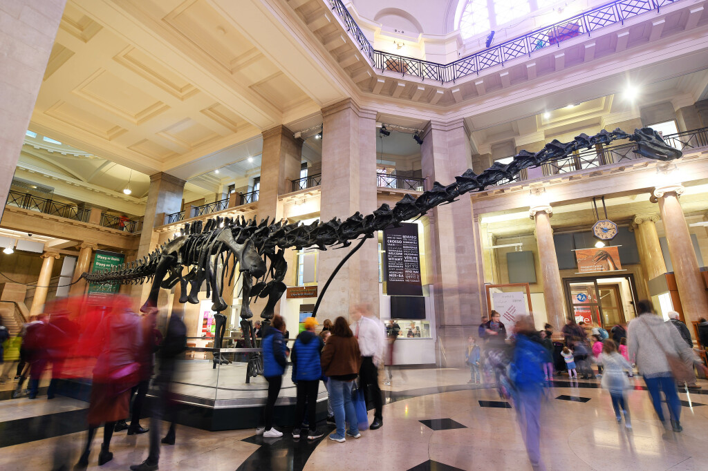 Dippy the Diplodocus in the main hall at National Museum Cardiff