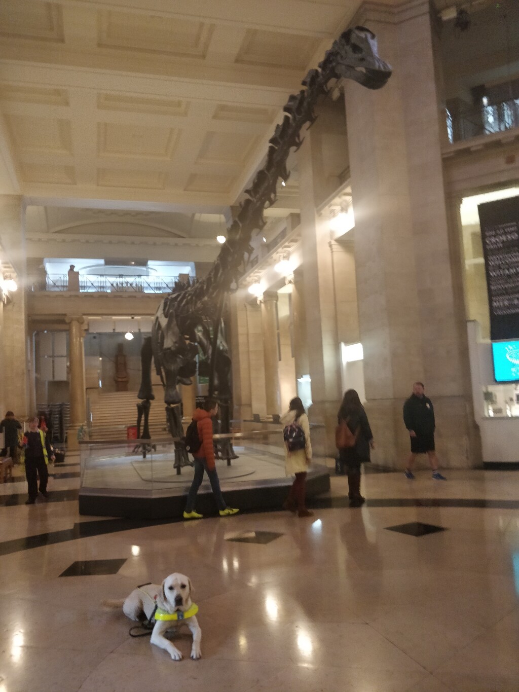 Guide Dog Uri at National Museum Cardiff with Dippy the dinosaur behind him