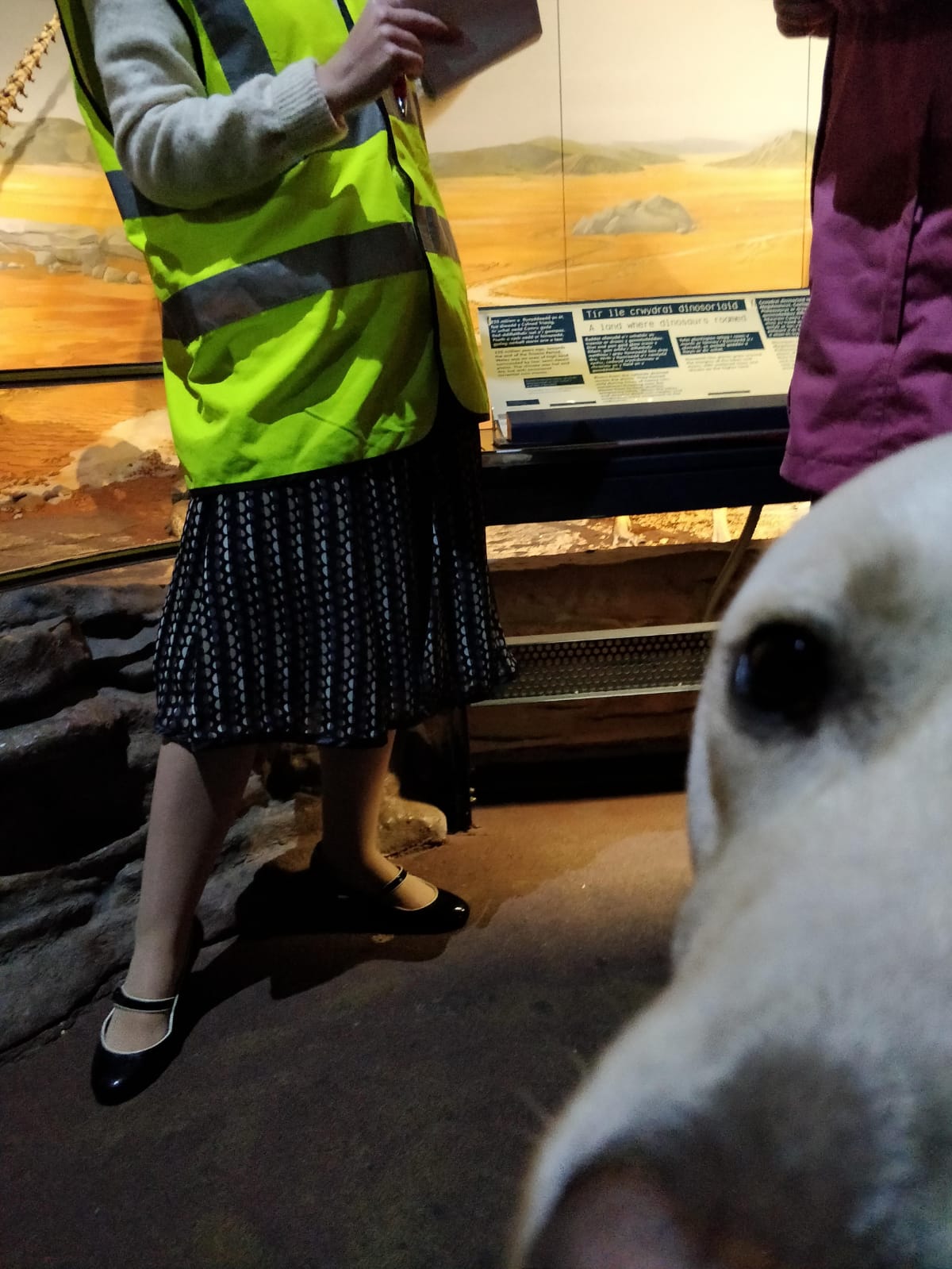 Uri Guide Dog in the Evolution of Wales gallery at National Museum Cardiff