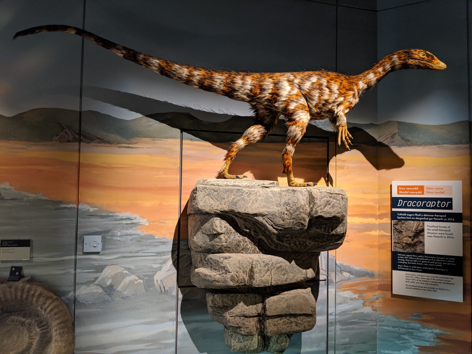Model of Dracoraptor 