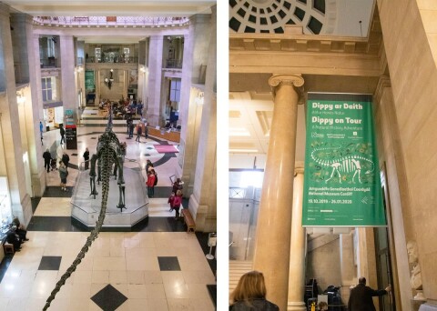 two photos die by side. On the left is a picture looking down on Dippy from the balcony above its tail. On the right is a photo of a green banner advertising the exhibition