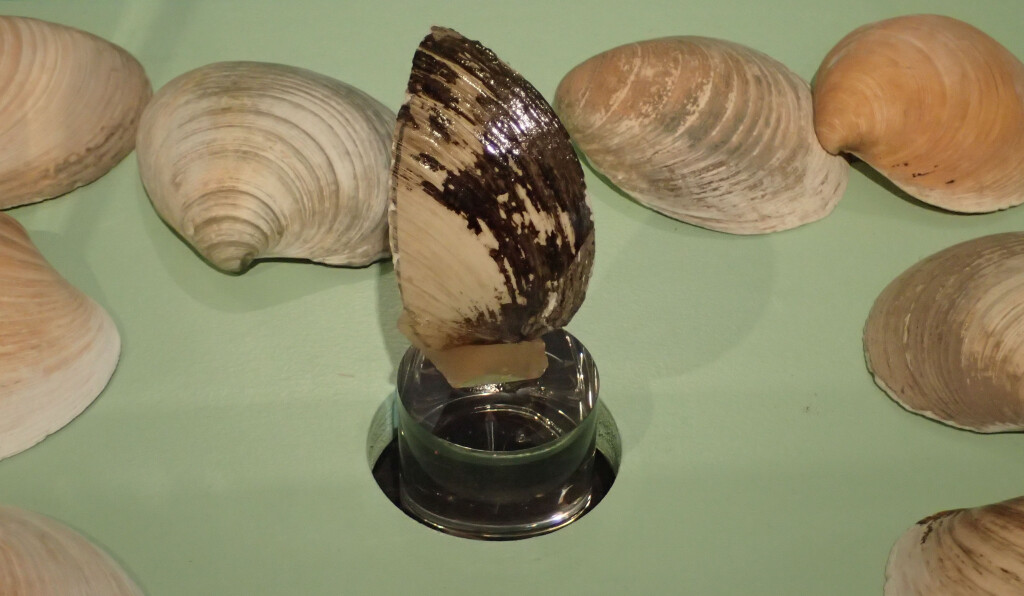 Meet Ming the clam - the oldest animal in the world! | Museum Wales