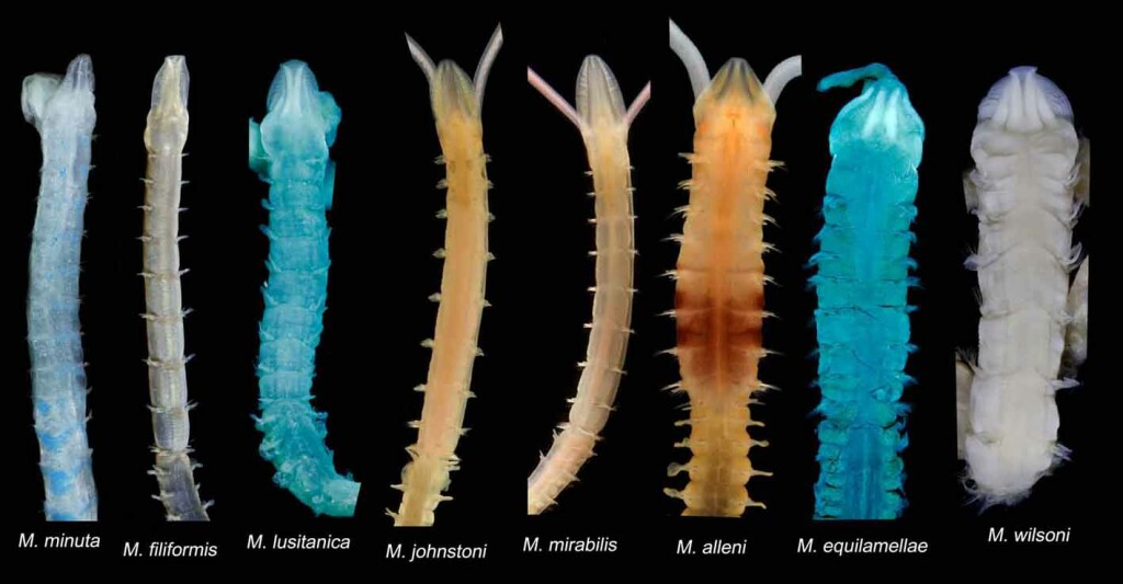 types of worms