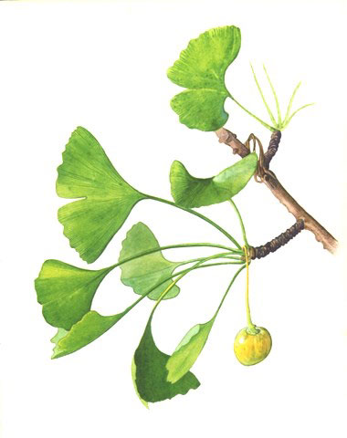 illustration of gingko plant