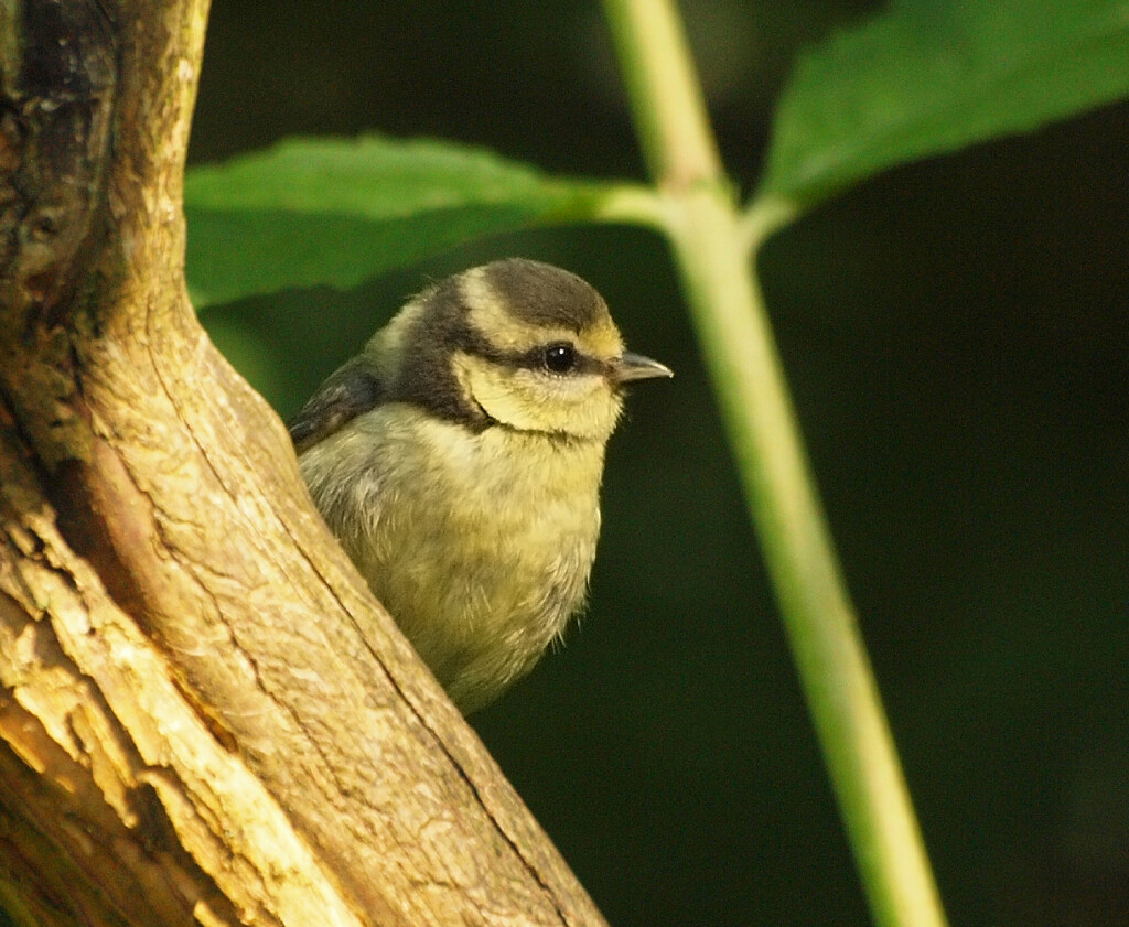 A baby blue tit in the wild