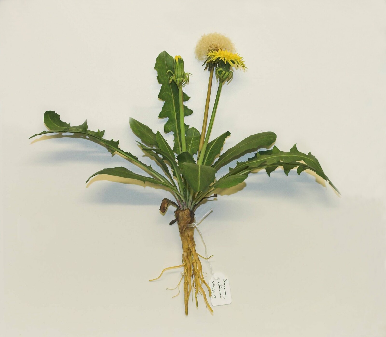 Wax model of a Dandelion from NMW collection