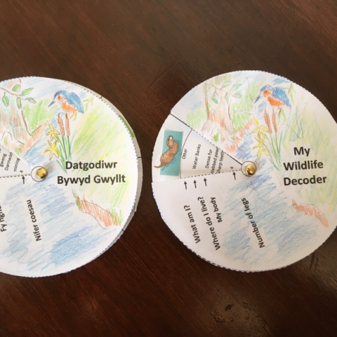 Picture of two completed wildlife decoders