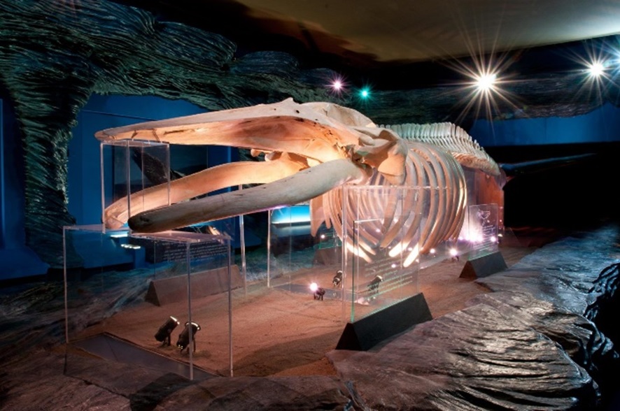A photo of the humpback whale skeleton at National Museum Cardiff
