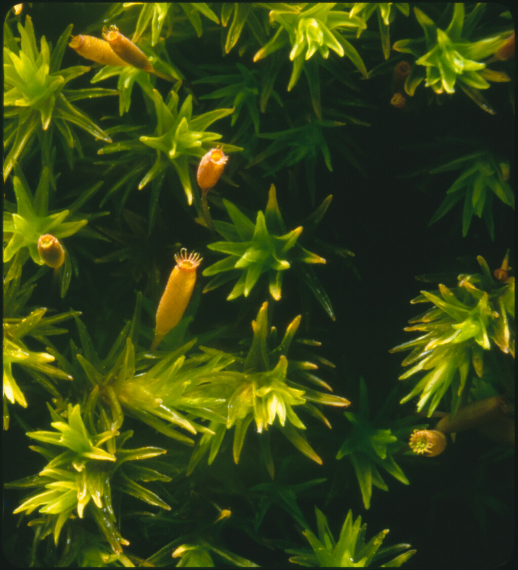 Image from a 3D slide of Narrow-leaved Fringe-moss (Racomitrium aquaticum) originally collected from Plynlimon, Ceredigion in Wales by Harold