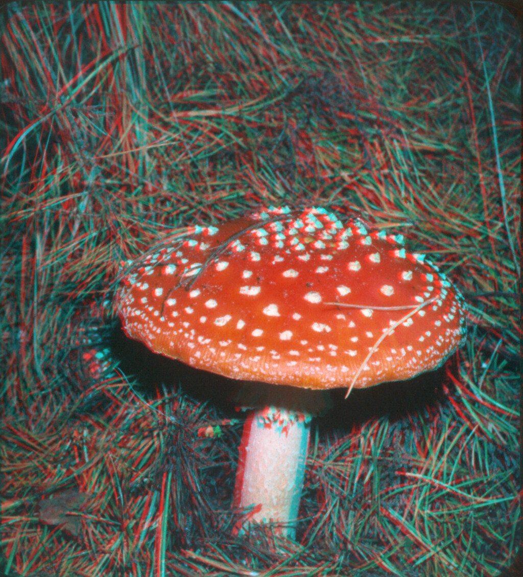 Fly Agaric fungus as a red-blue anaglyph digitally created from the original stereo images taken by Pat Whitehouse