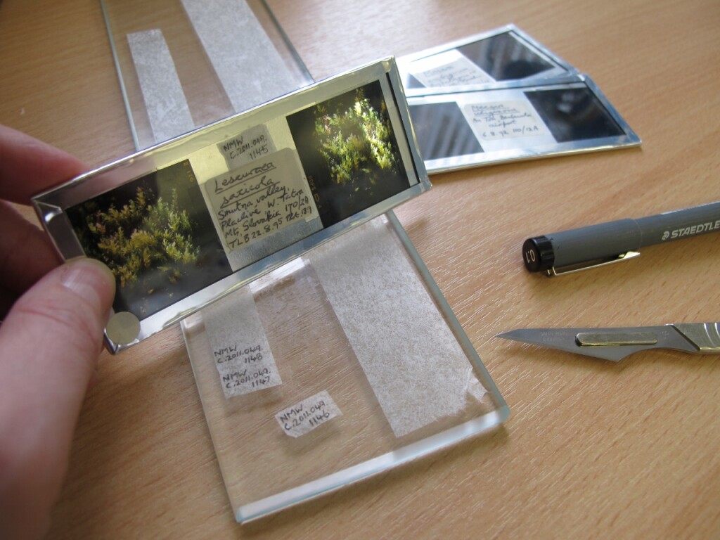 The handmade 3D slides being labelled for the museum collections