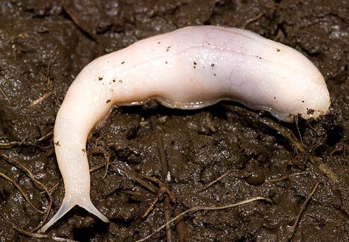 An adult Ghost Slug, about 7cms long. 