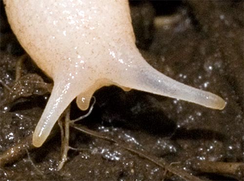 Close-up of the Ghost Slug's head.