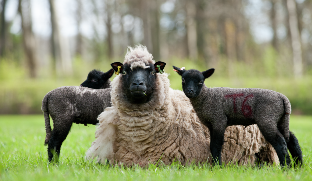 A photo of a sheep and two black lambs
