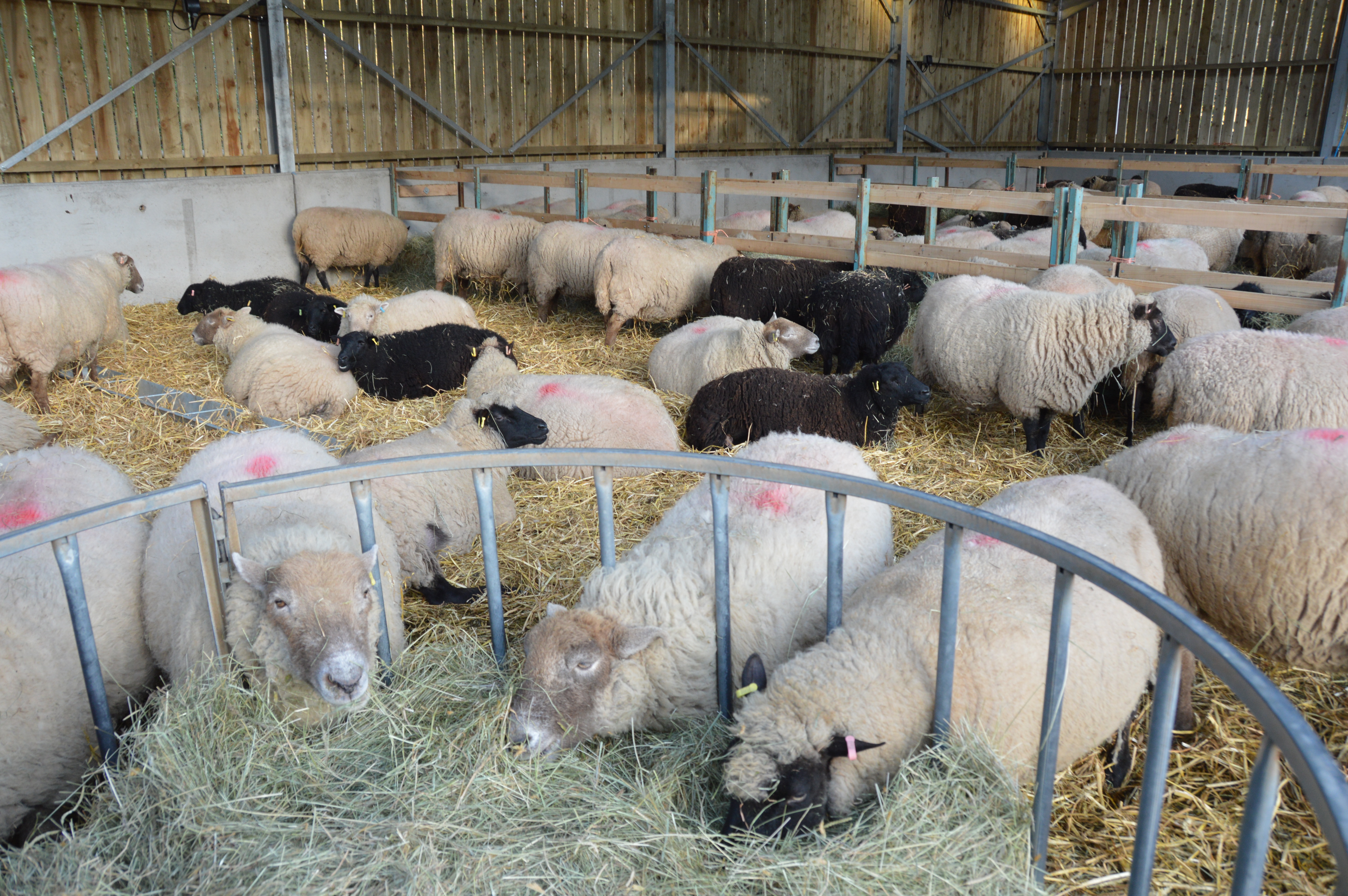 Image: Lambing shed