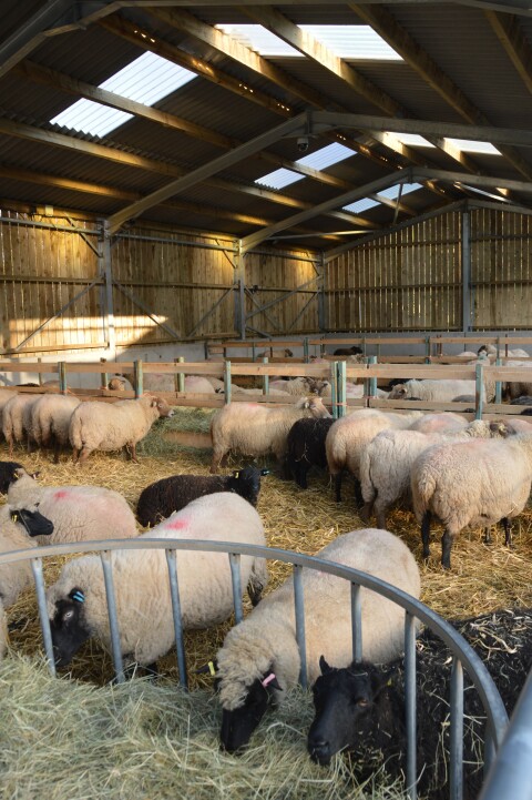 Image: Lambing shed