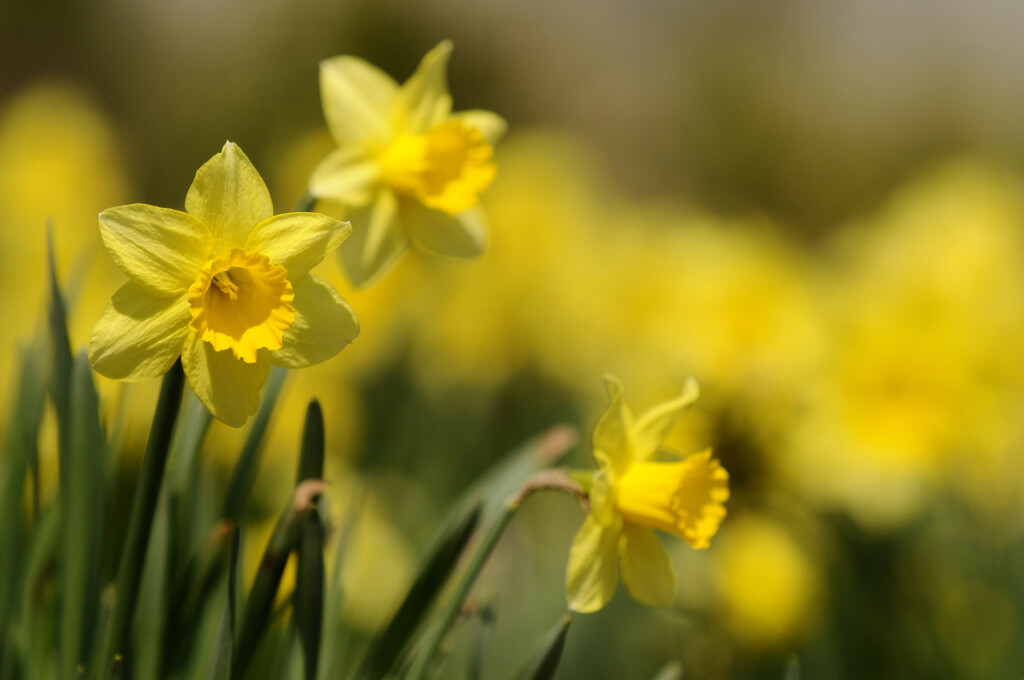 Yellow daffodils blooming in a field.