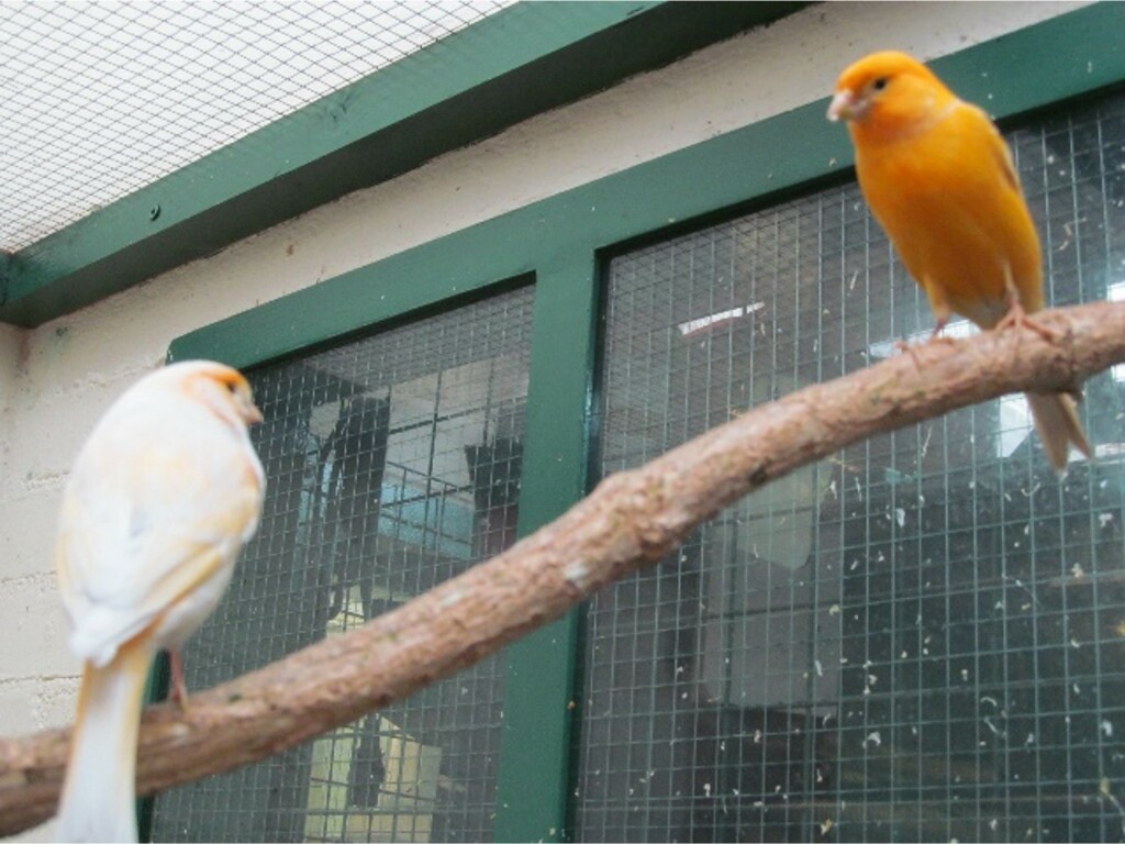 A photo of two canaries