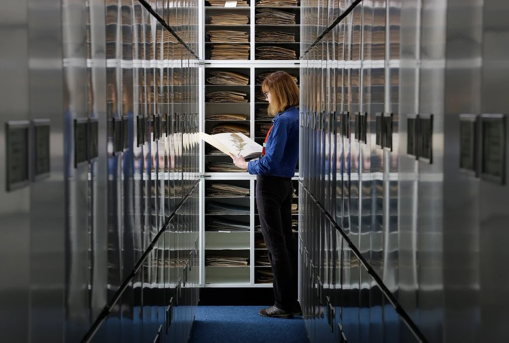 Vascular plant herbarium cabinets at Welsh National Herbarium, part of National Museum Wales