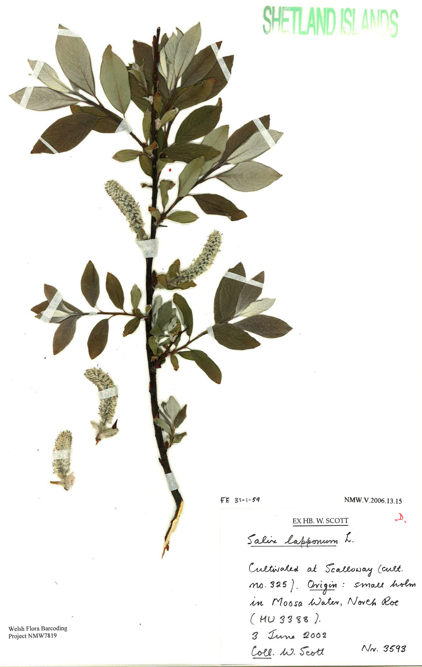 Herbarium specimen showing strips of card attaching the plant to the sheet