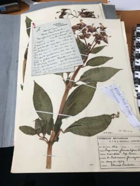 Himalayan Balsam (Impatiens glandulifera) mounted on a herbarium sheet in Cardiff 1929